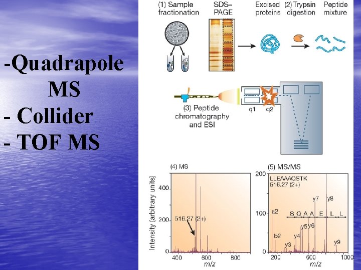 -Quadrapole MS - Collider - TOF MS 