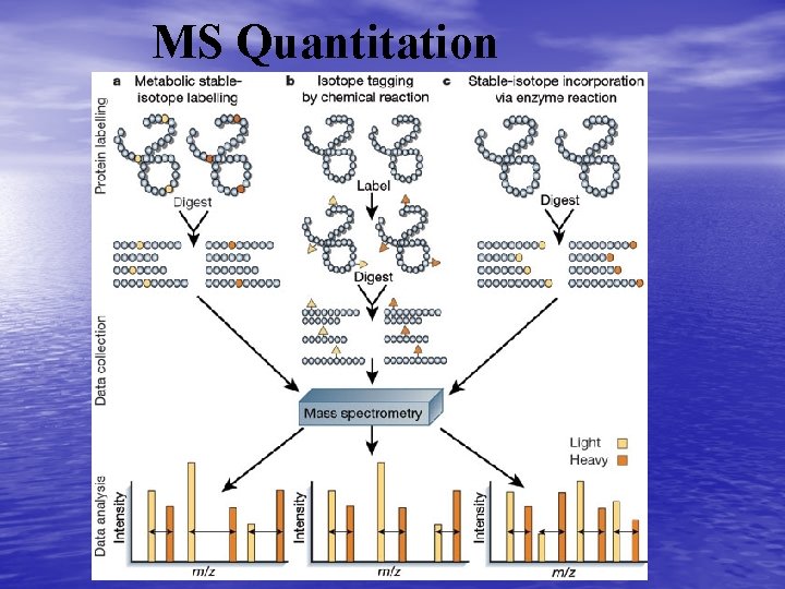 MS Quantitation 