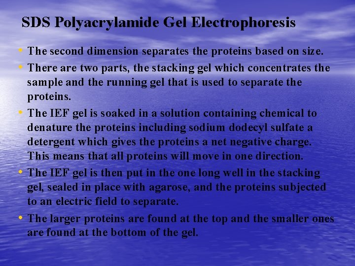 SDS Polyacrylamide Gel Electrophoresis • The second dimension separates the proteins based on size.