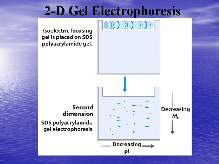 2 -D Gel Electrophoresis 