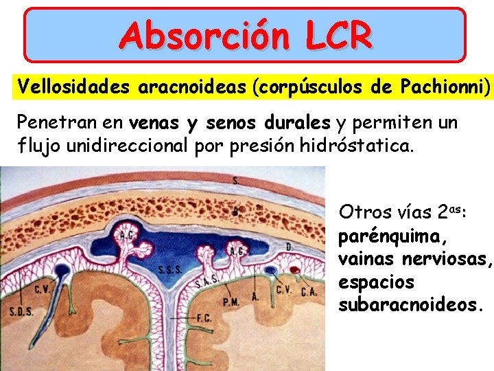 Absorción LCR Vellosidades aracnoideas (corpúsculos de Pachionni) Penetran en venas y senos durales y
