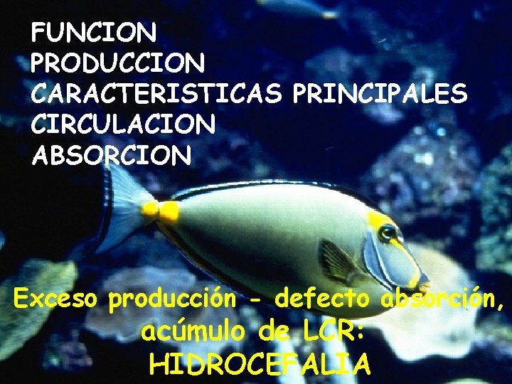 FUNCION PRODUCCION CARACTERISTICAS PRINCIPALES CIRCULACION ABSORCION Exceso producción - defecto absorción, acúmulo de LCR: