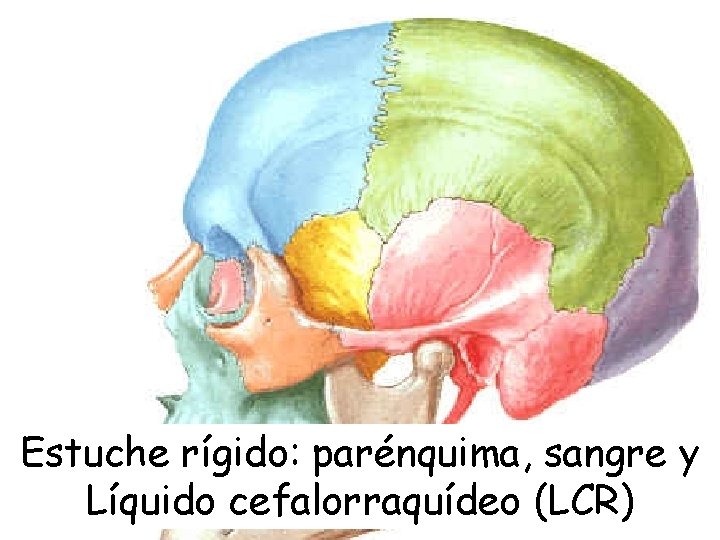 Estuche rígido: parénquima, sangre y Líquido cefalorraquídeo (LCR) 