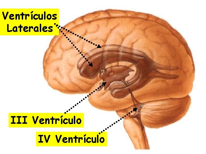 Ventrículos Laterales III Ventrículo IV Ventrículo 