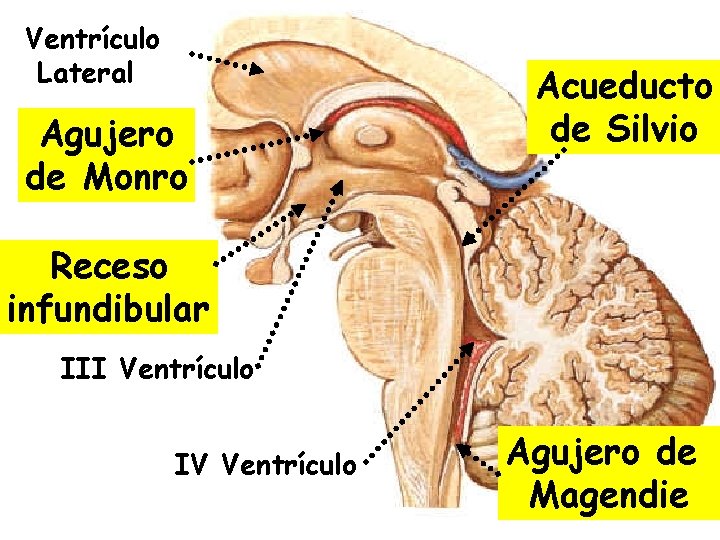 Ventrículo Lateral Agujero de Monro Acueducto de Silvio Receso infundibular III Ventrículo IV Ventrículo