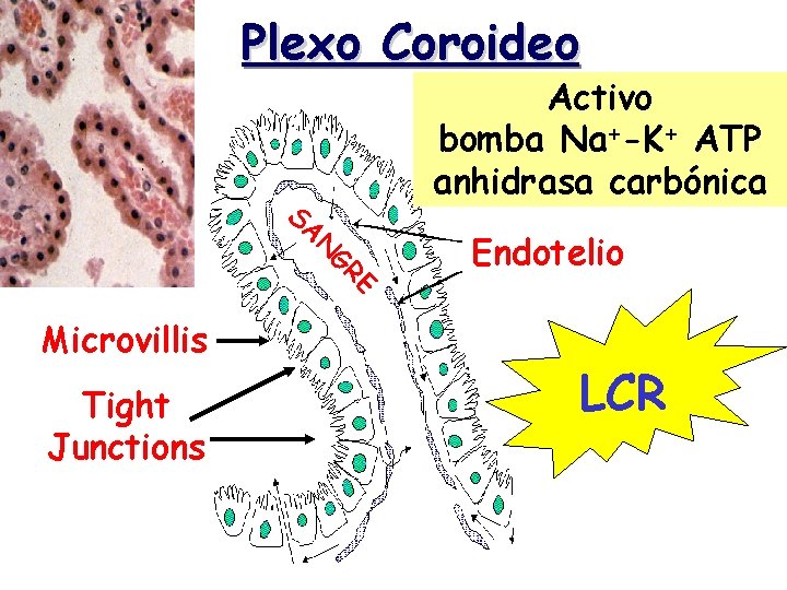 Plexo Coroideo Activo bomba Na+-K+ ATP anhidrasa carbónica E GR N SA Endotelio Microvillis