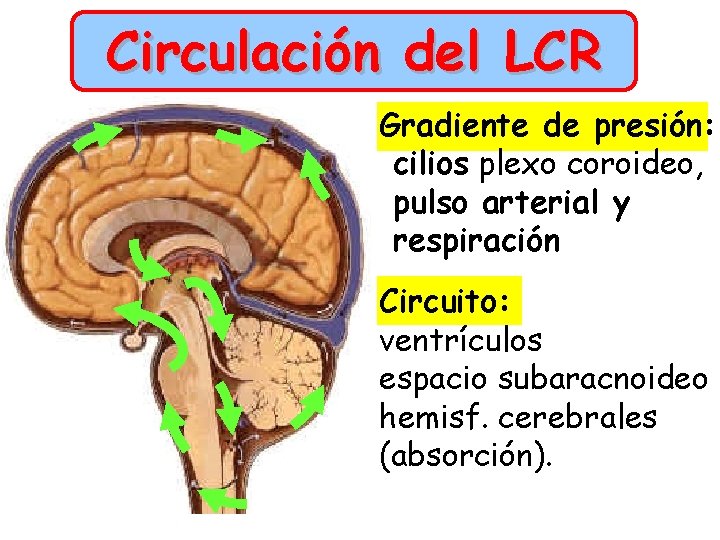 Circulación del LCR Gradiente de presión: cilios plexo coroideo, pulso arterial y respiración Circuito: