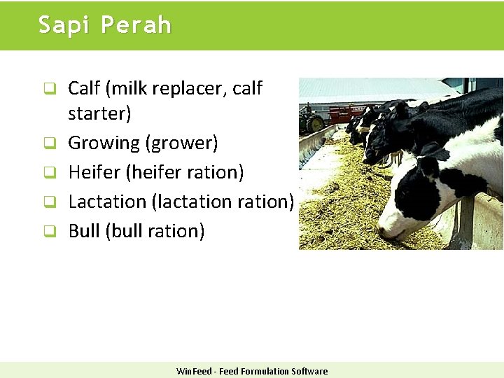 Sapi Perah q q q Calf (milk replacer, calf starter) Growing (grower) Heifer (heifer