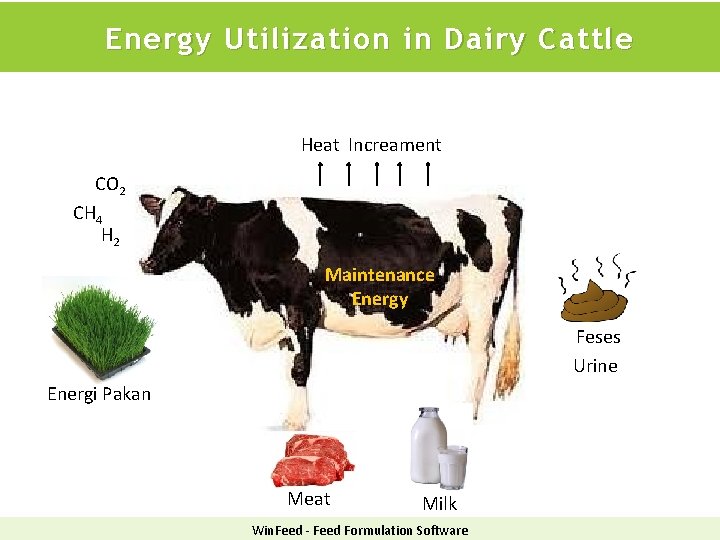 Energy Utilization in Dairy Cattle Heat Increament CO 2 CH 4 H 2 Maintenance