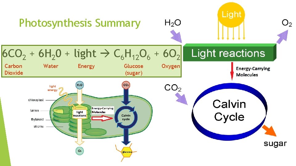 Photosynthesis Summary 6 CO 2 + 6 H 20 + light C 6 H