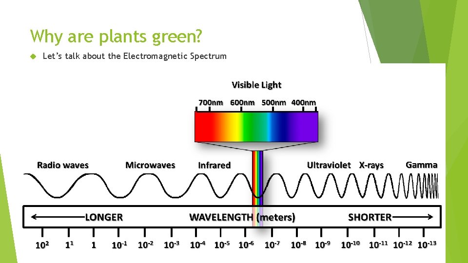 Why are plants green? Let’s talk about the Electromagnetic Spectrum 