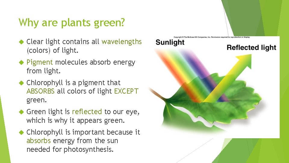 Why are plants green? Clear light contains all wavelengths (colors) of light. Pigment molecules