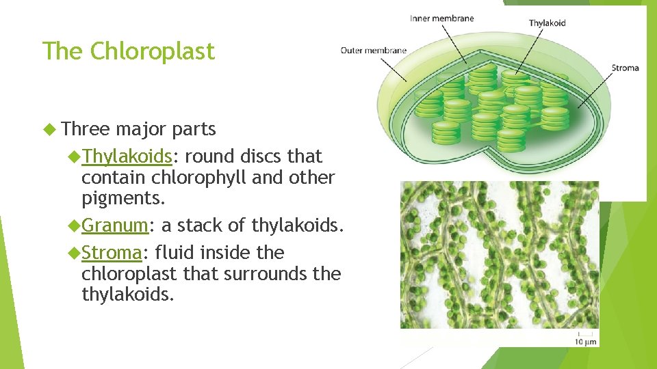 The Chloroplast Three major parts Thylakoids: round discs that contain chlorophyll and other pigments.