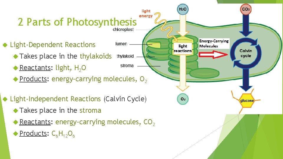 2 Parts of Photosynthesis Light-Dependent Reactions Takes place in the thylakoids Reactants: Products: light,