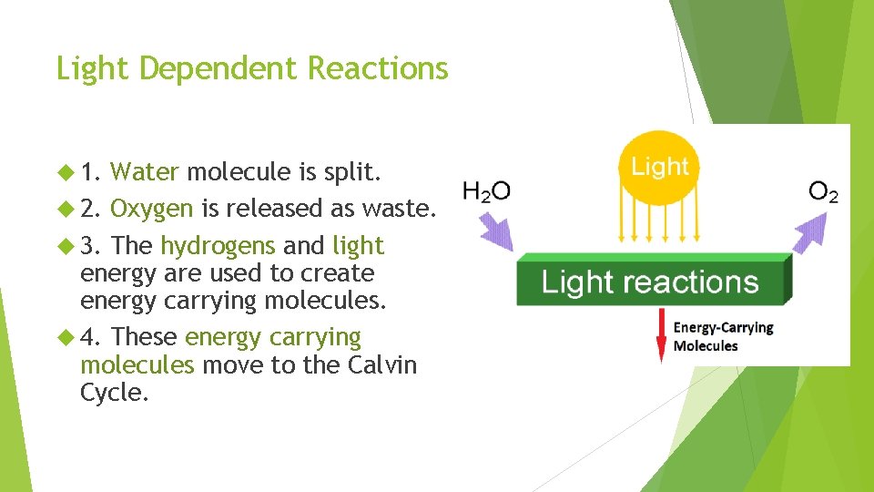 Light Dependent Reactions 1. Water molecule is split. 2. Oxygen is released as waste.