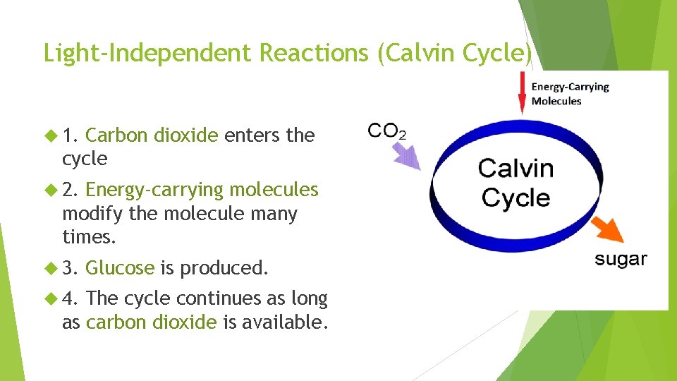 Light-Independent Reactions (Calvin Cycle) 1. Carbon dioxide enters the cycle 2. Energy-carrying molecules modify