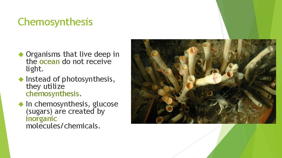 Chemosynthesis Organisms that live deep in the ocean do not receive light. Instead of