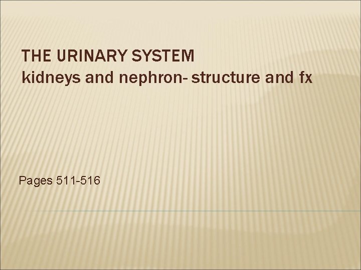 THE URINARY SYSTEM kidneys and nephron- structure and fx Pages 511 -516 