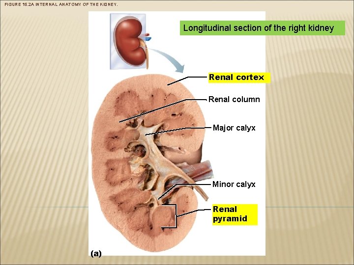 FIGURE 15. 2 A INTERNAL ANATOMY OF THE KIDNEY. Longitudinal section of the right