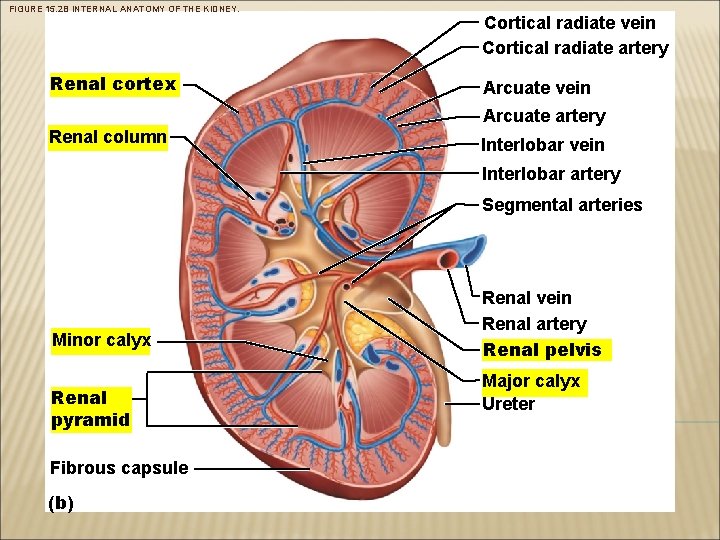 FIGURE 15. 2 B INTERNAL ANATOMY OF THE KIDNEY. Renal cortex Cortical radiate vein