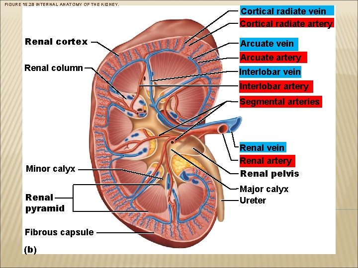 FIGURE 15. 2 B INTERNAL ANATOMY OF THE KIDNEY. Renal cortex Cortical radiate vein