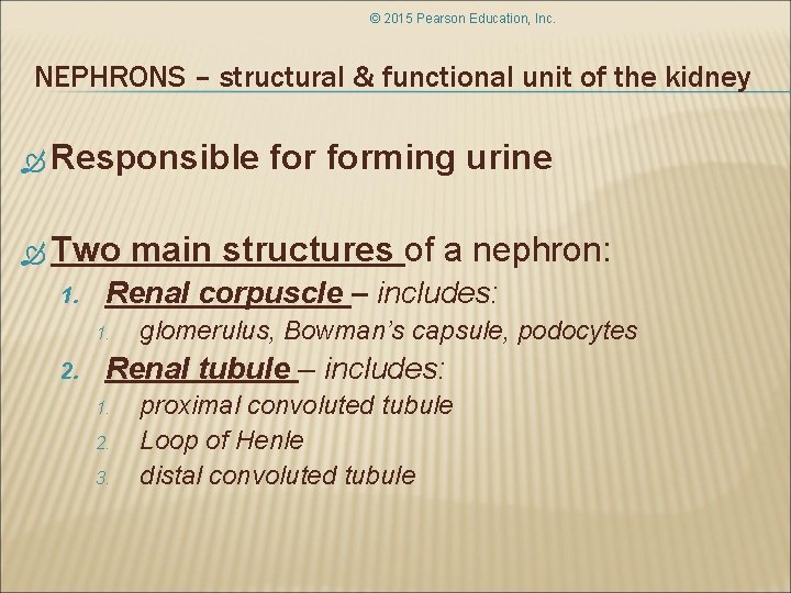 © 2015 Pearson Education, Inc. NEPHRONS – structural & functional unit of the kidney