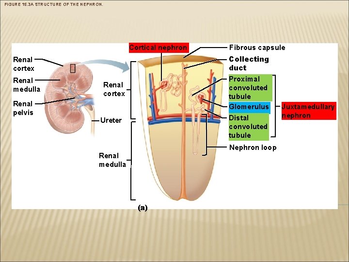 FIGURE 15. 3 A STRUCTURE OF THE NEPHRON. Cortical nephron Collecting duct Renal cortex