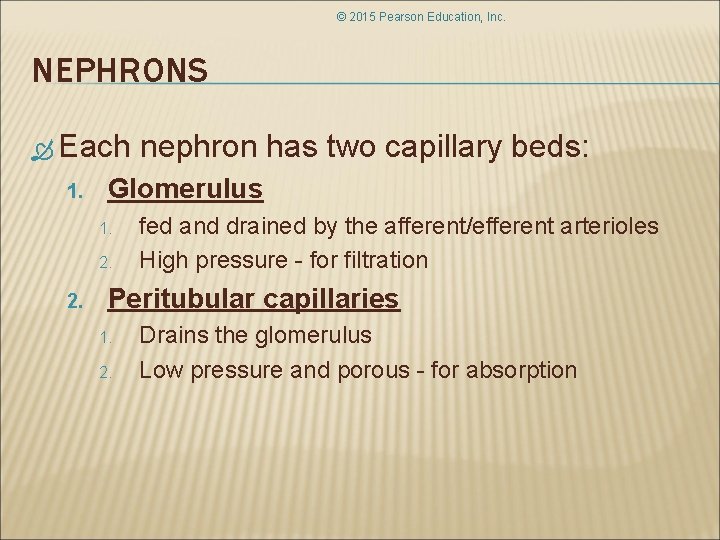 © 2015 Pearson Education, Inc. NEPHRONS Each 1. Glomerulus 1. 2. nephron has two