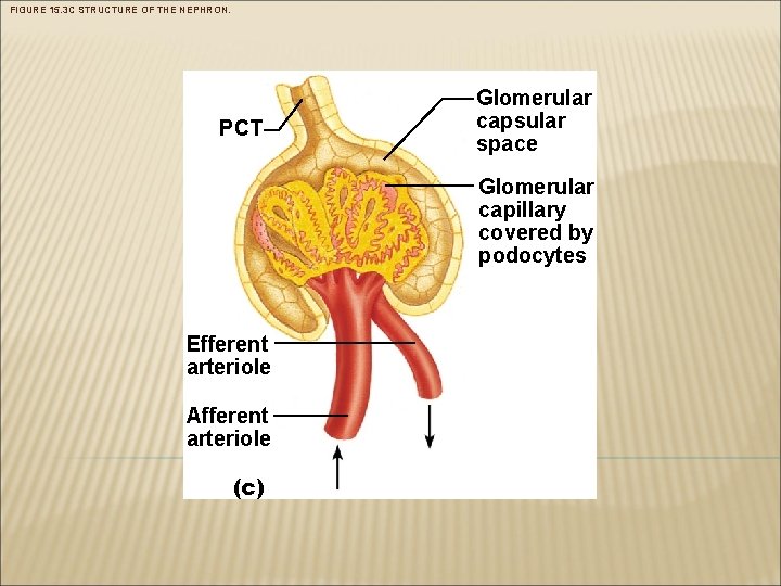 FIGURE 15. 3 C STRUCTURE OF THE NEPHRON. PCT Glomerular capsular space Glomerular capillary