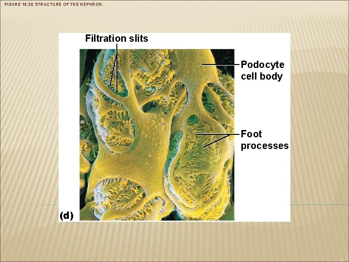 FIGURE 15. 3 D STRUCTURE OF THE NEPHRON. Filtration slits Podocyte cell body Foot