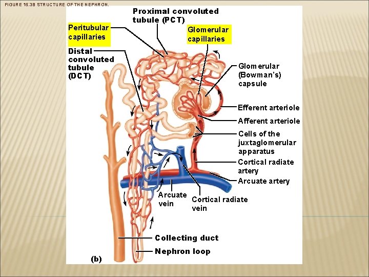 FIGURE 15. 3 B STRUCTURE OF THE NEPHRON. Peritubular capillaries Proximal convoluted tubule (PCT)