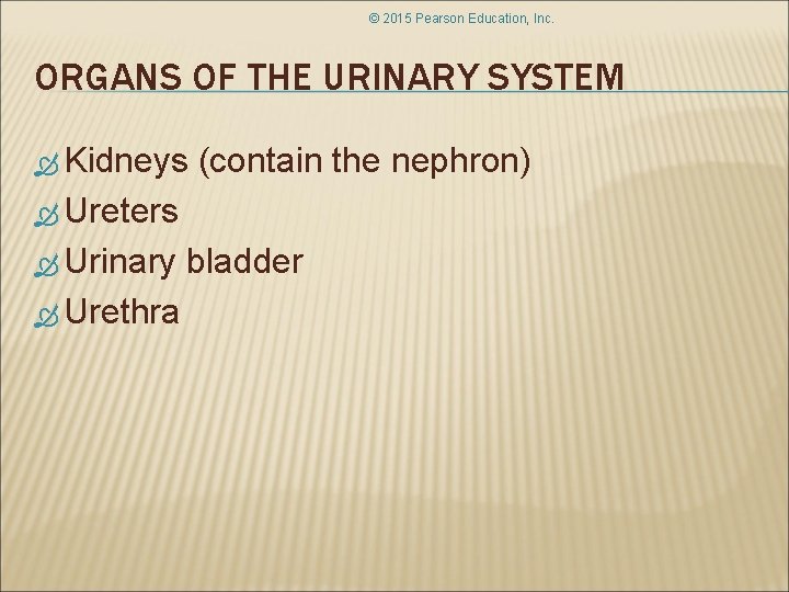 © 2015 Pearson Education, Inc. ORGANS OF THE URINARY SYSTEM Kidneys (contain the nephron)
