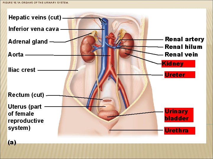 FIGURE 15. 1 A ORGANS OF THE URINARY SYSTEM. Hepatic veins (cut) Inferior vena