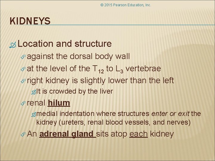 © 2015 Pearson Education, Inc. KIDNEYS Location and structure against the dorsal body wall