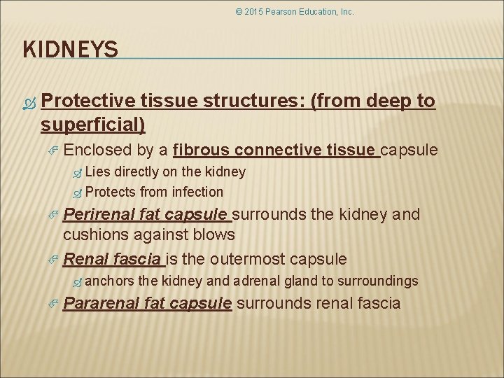 © 2015 Pearson Education, Inc. KIDNEYS Protective tissue structures: (from deep to superficial) Enclosed