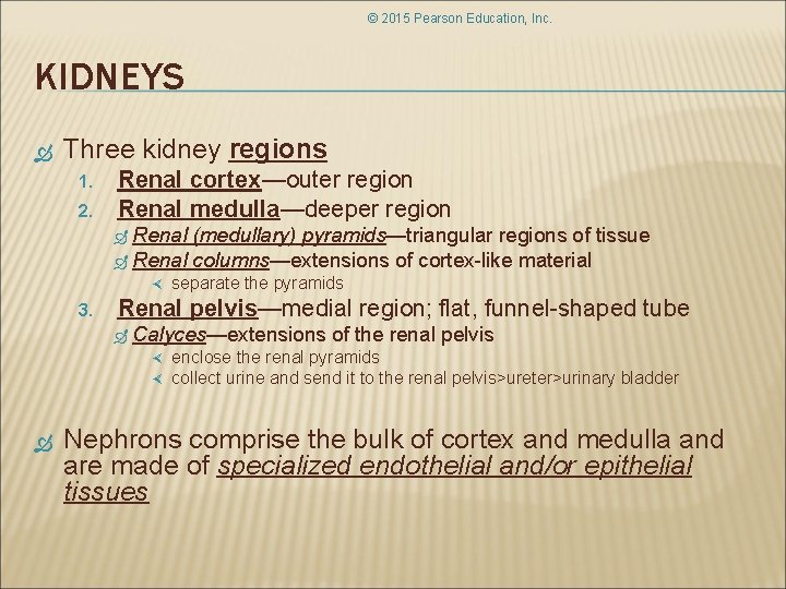 © 2015 Pearson Education, Inc. KIDNEYS Three kidney regions 1. 2. Renal cortex—outer region