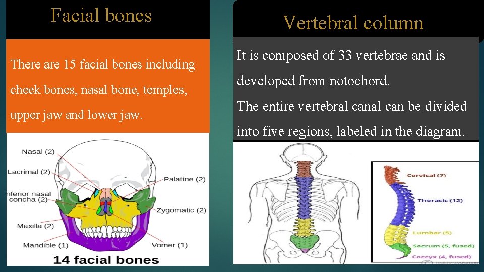 Facial bones There are 15 facial bones including cheek bones, nasal bone, temples, upper