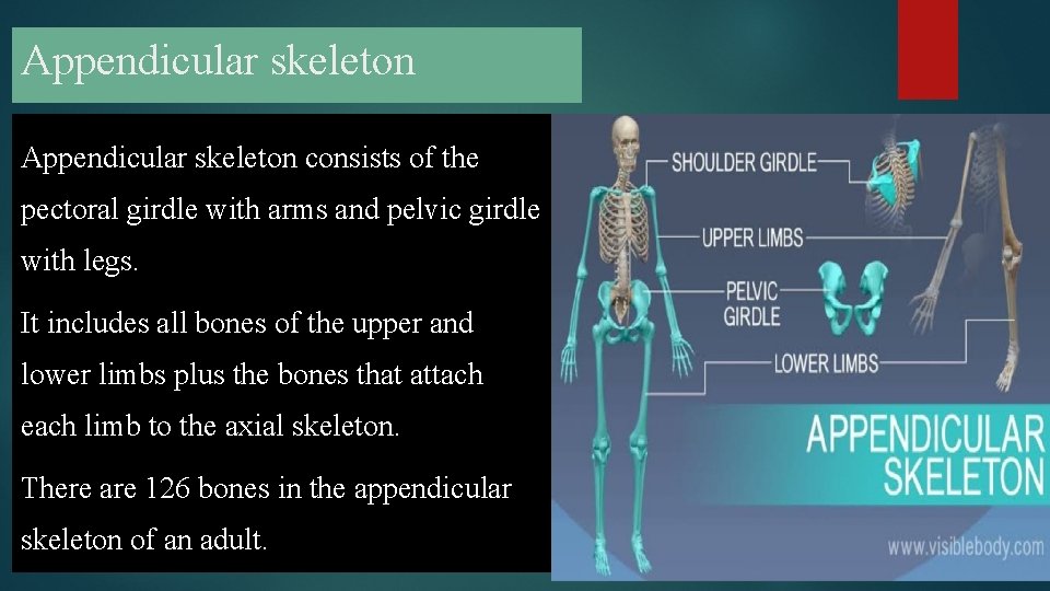 Appendicular skeleton consists of the pectoral girdle with arms and pelvic girdle with legs.