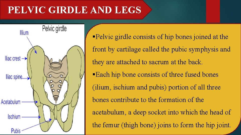 PELVIC GIRDLE AND LEGS §Pelvic girdle consists of hip bones joined at the front