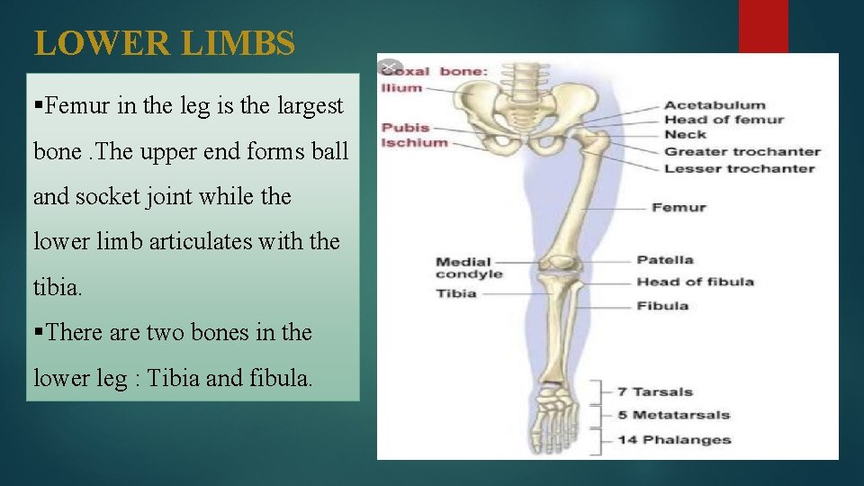 LOWER LIMBS §Femur in the leg is the largest bone. The upper end forms