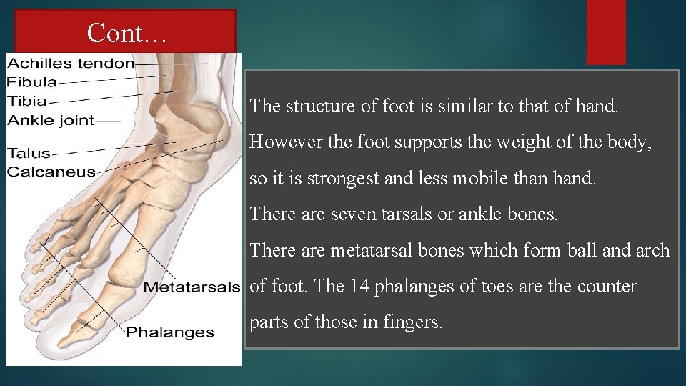Cont… The structure of foot is similar to that of hand. However the foot