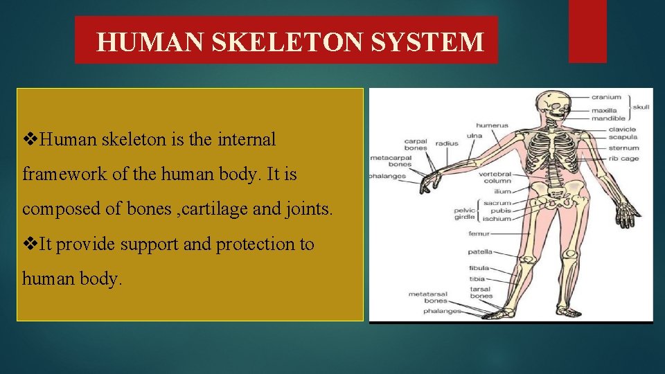 HUMAN SKELETON SYSTEM v. Human skeleton is the internal framework of the human body.