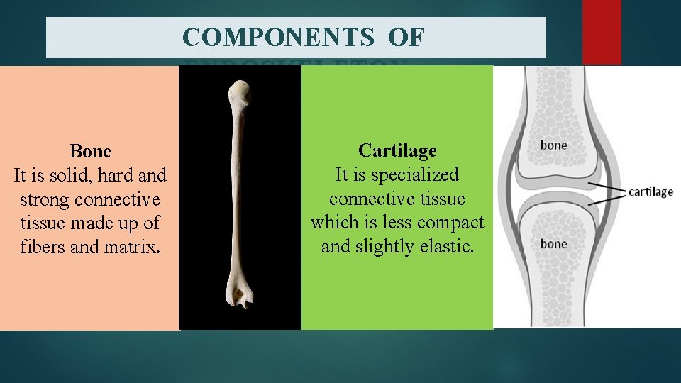 COMPONENTS OF ENDOSKELETON Bone It is solid, hard and strong connective tissue made up