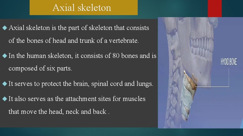 Axial skeleton is the part of skeleton that consists of the bones of head