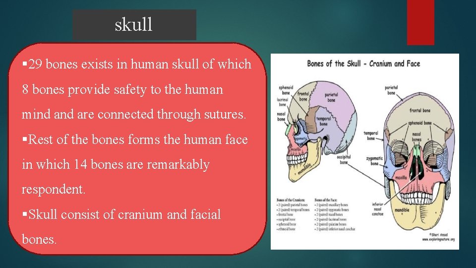 skull § 29 bones exists in human skull of which 8 bones provide safety