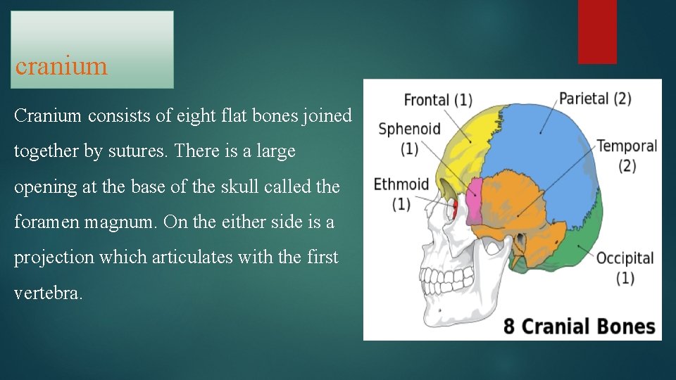 cranium Cranium consists of eight flat bones joined together by sutures. There is a