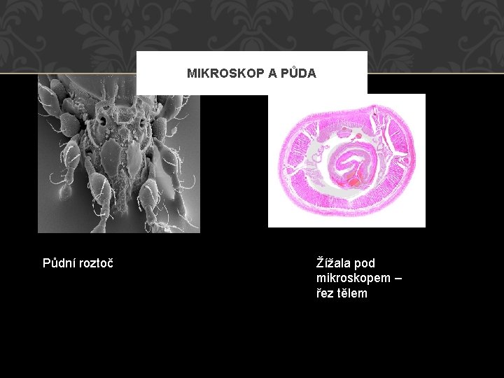 MIKROSKOP A PŮDA Půdní roztoč Žížala pod mikroskopem – řez tělem 