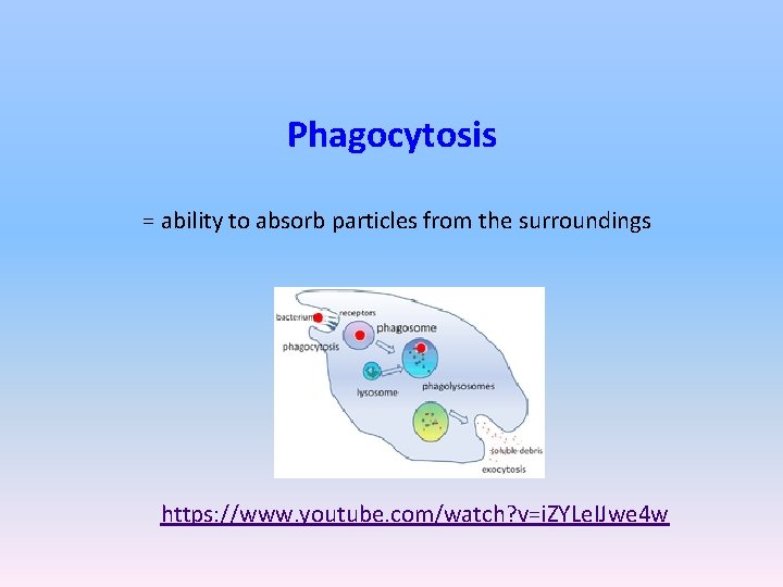 Phagocytosis = ability to absorb particles from the surroundings https: //www. youtube. com/watch? v=i.