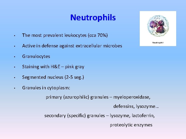 Neutrophils • The most prevalent leukocytes (cca 70%) • Active in defense against extracellular