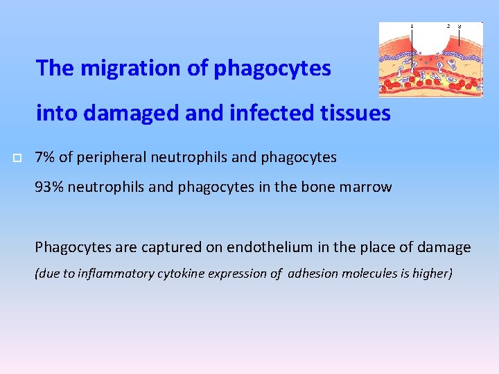 The migration of phagocytes into damaged and infected tissues 7% of peripheral neutrophils and